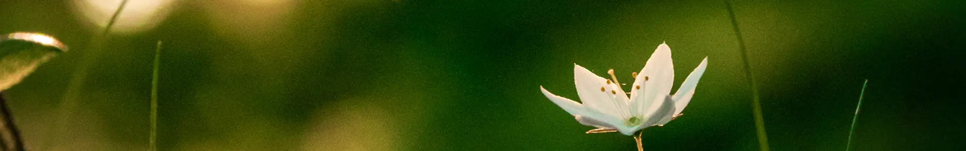 Jouw Human Design Boek - SoulFinance